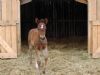 april filly