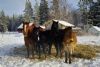 vinter vila